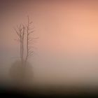 Dichter Nebel vor Sonnenaufgang