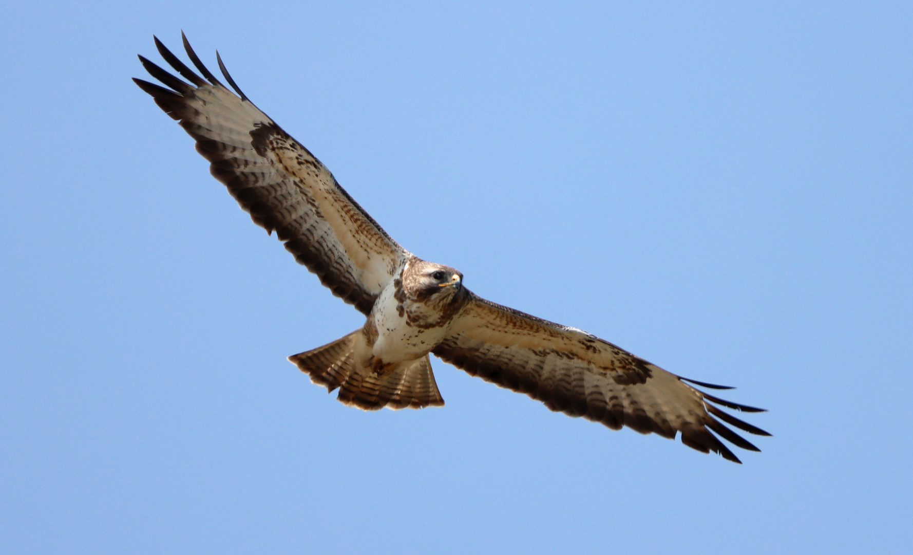 dichter Überflug