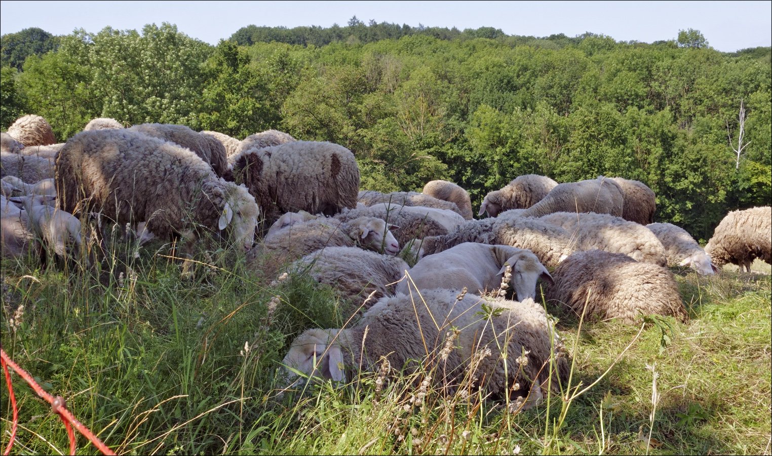 dichteste Schafspackung vor sommerlichem Wald