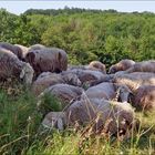 dichteste Schafspackung vor sommerlichem Wald