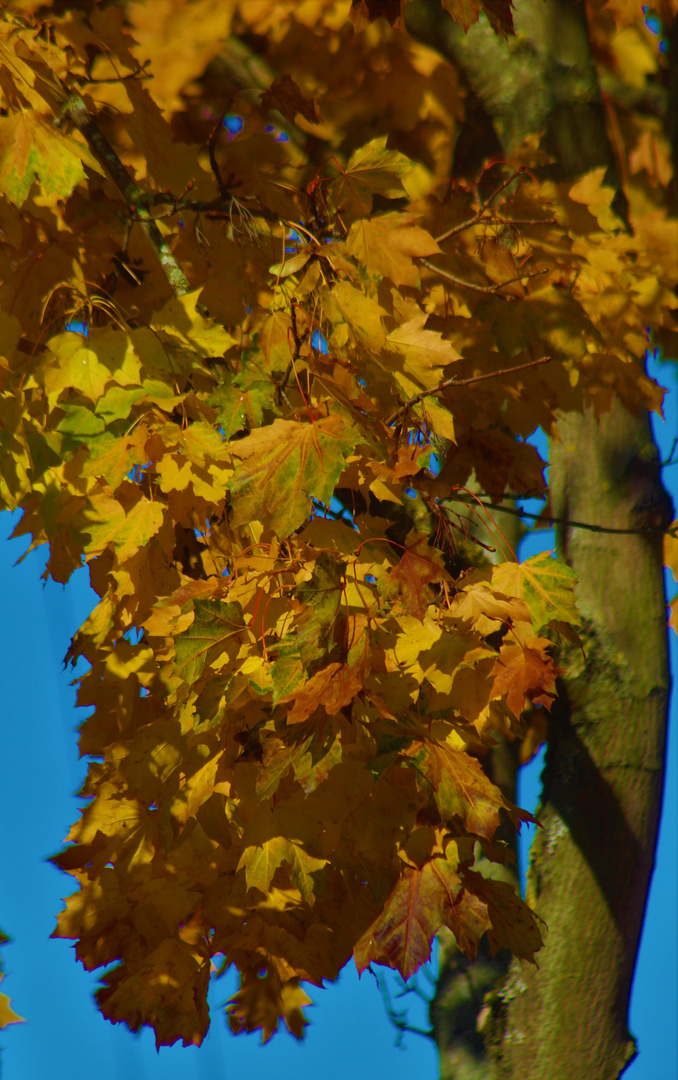 dichtgedrängt die letzten bunten Herbstblätter 