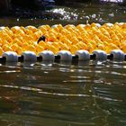 dichtgedrängt schwimmt das Feld der Zillinie entgegen