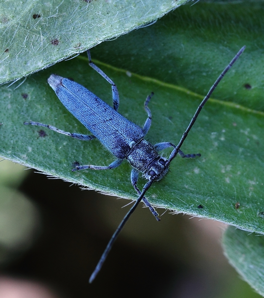 Dichtpunktierter Walzenhalsbock (Opsilia coerulescens)