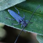 Dichtpunktierter Walzenhalsbock (Opsilia coerulescens)