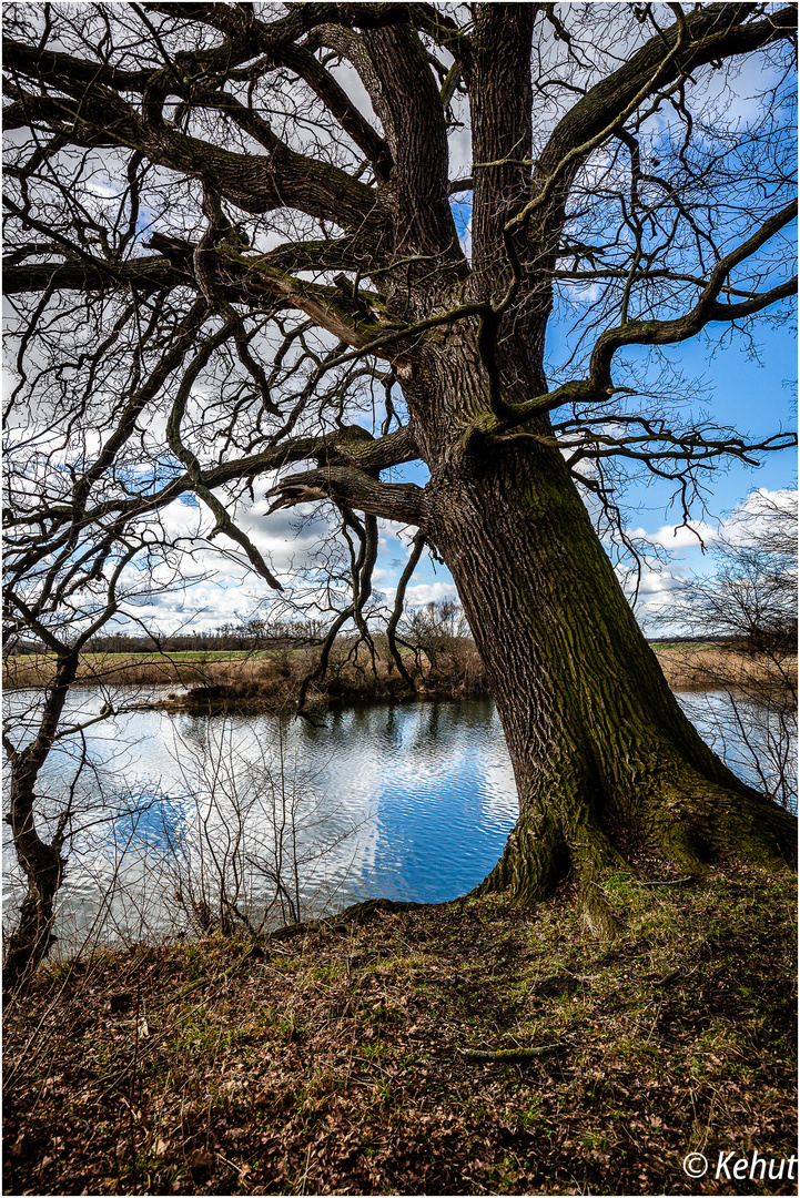 Dick wie ein Baum ...