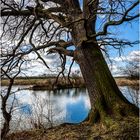 Dick wie ein Baum ...