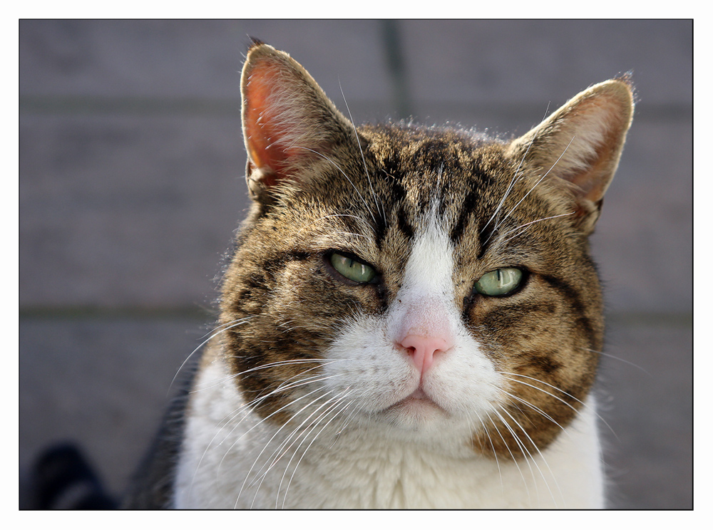 Dicke Backe - der Kater von nebenan