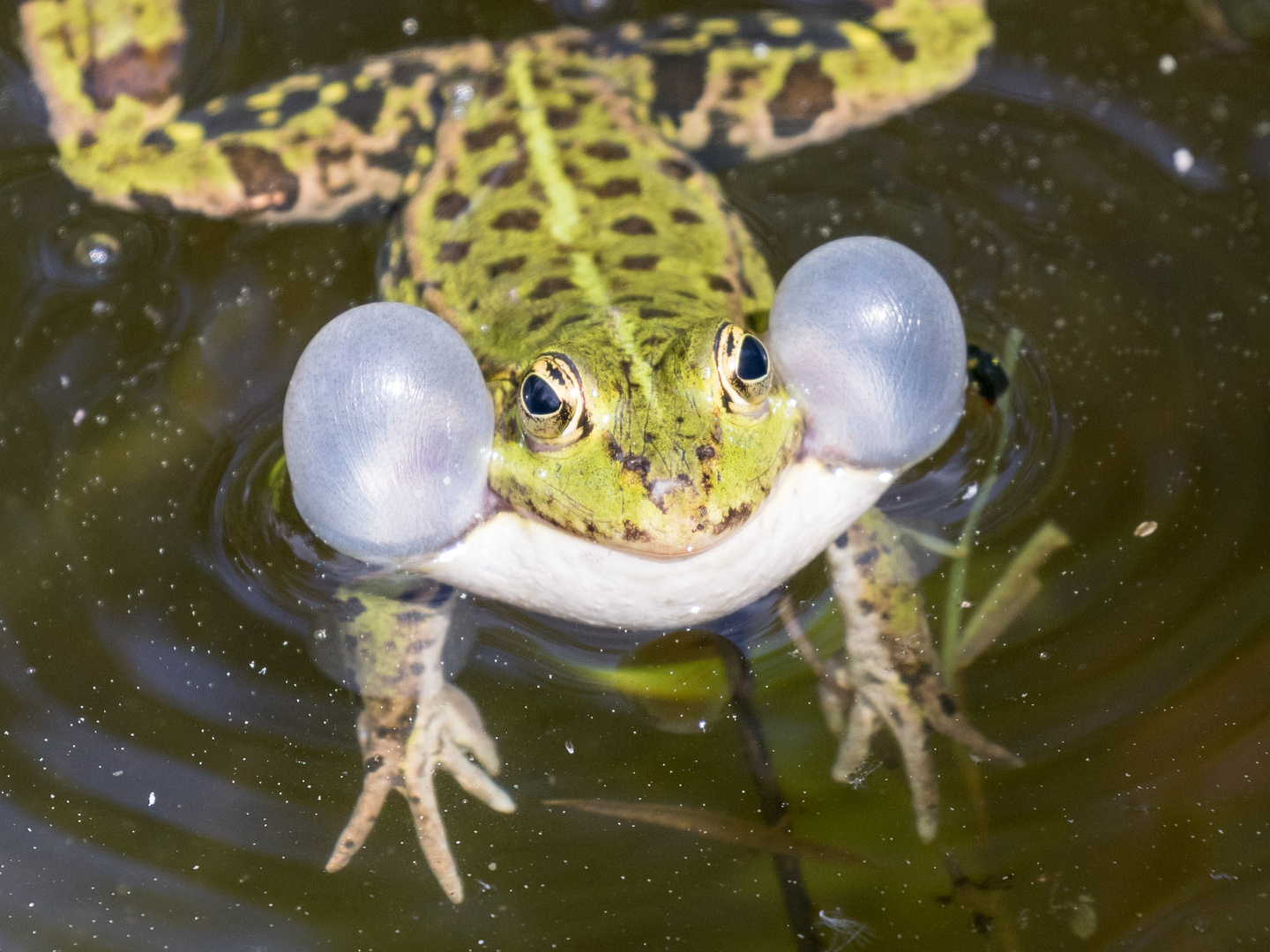 Dicke Backen machen und quaken Foto & Bild | natur, wildlife, frosch