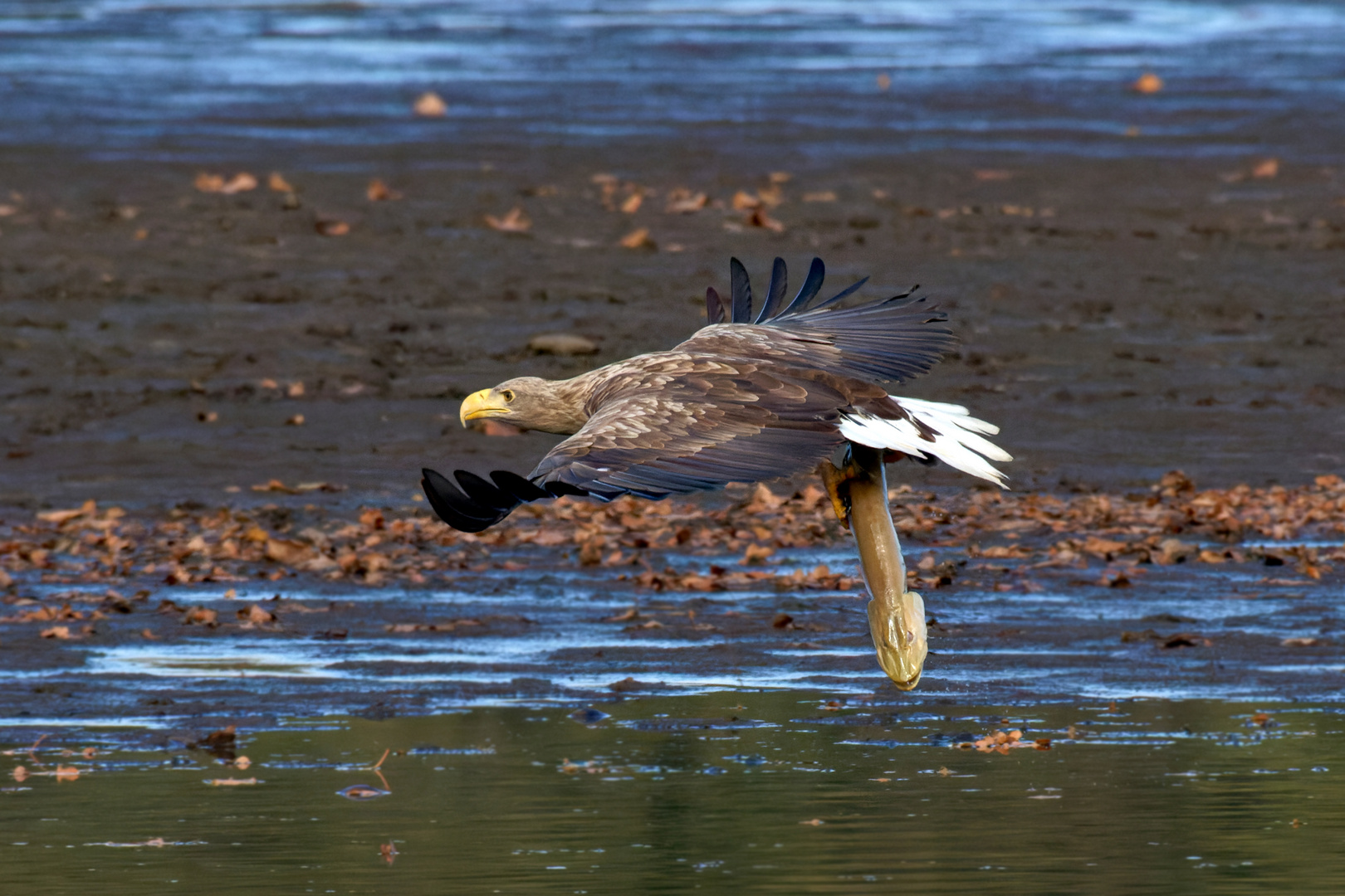 Dicke Backen.. machte der Hecht! Seeadler mit Hecht