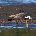 Dicke Backen.. machte der Hecht! Seeadler mit Hecht