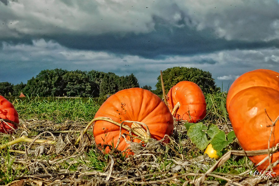 Dicke Dinger Foto & Bild | natur, jahreszeit, herbst Dicke Dinger Foto & Bild | natur, jahreszeit, herbst