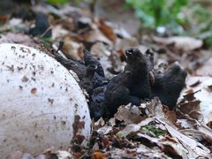 Dicke Eier und schwarze Raucher