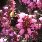 Dicke Erdhummel auf Heidekraut