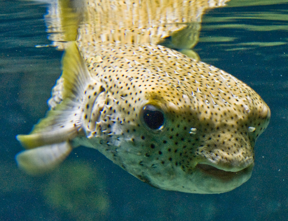 Dicke Fische können auch lächeln