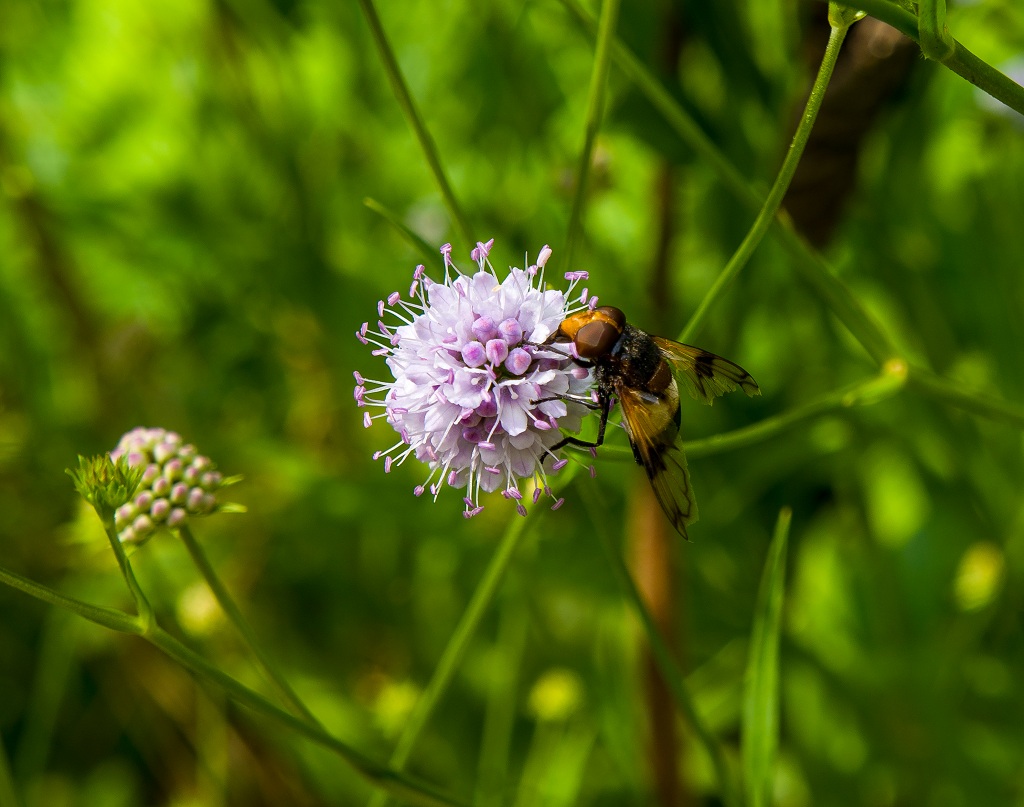 Dicke Fliege