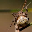 dicke frau kreuzspinne