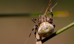 dicke frau kreuzspinne