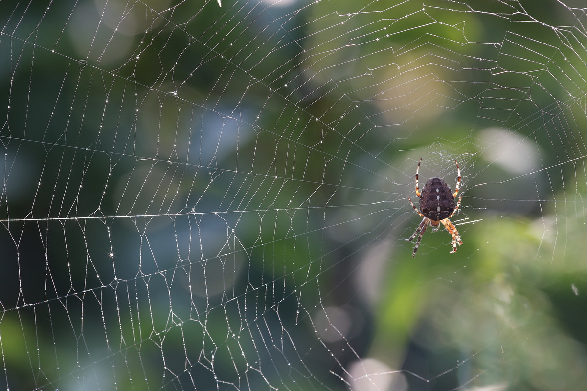 Dicke Garten Kreuzspinne im Netz