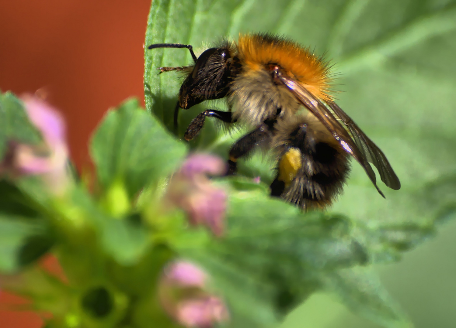 Dicke Hummel