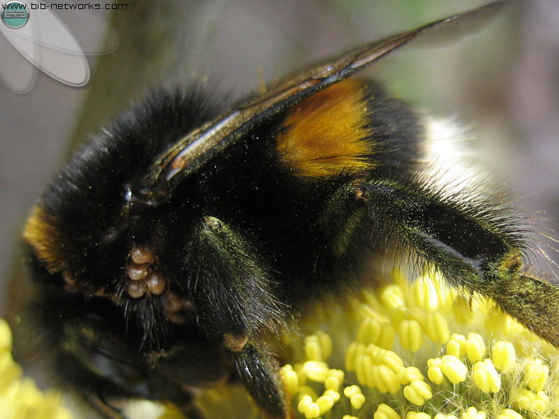 Dicke Hummel:-)