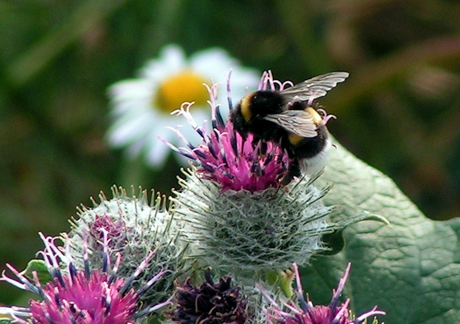 Dicke Hummel