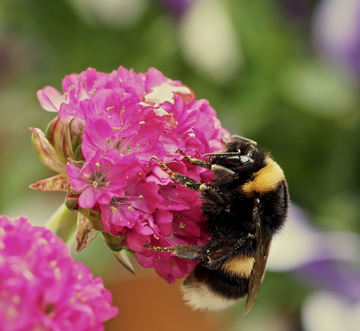 Dicke Hummel... 