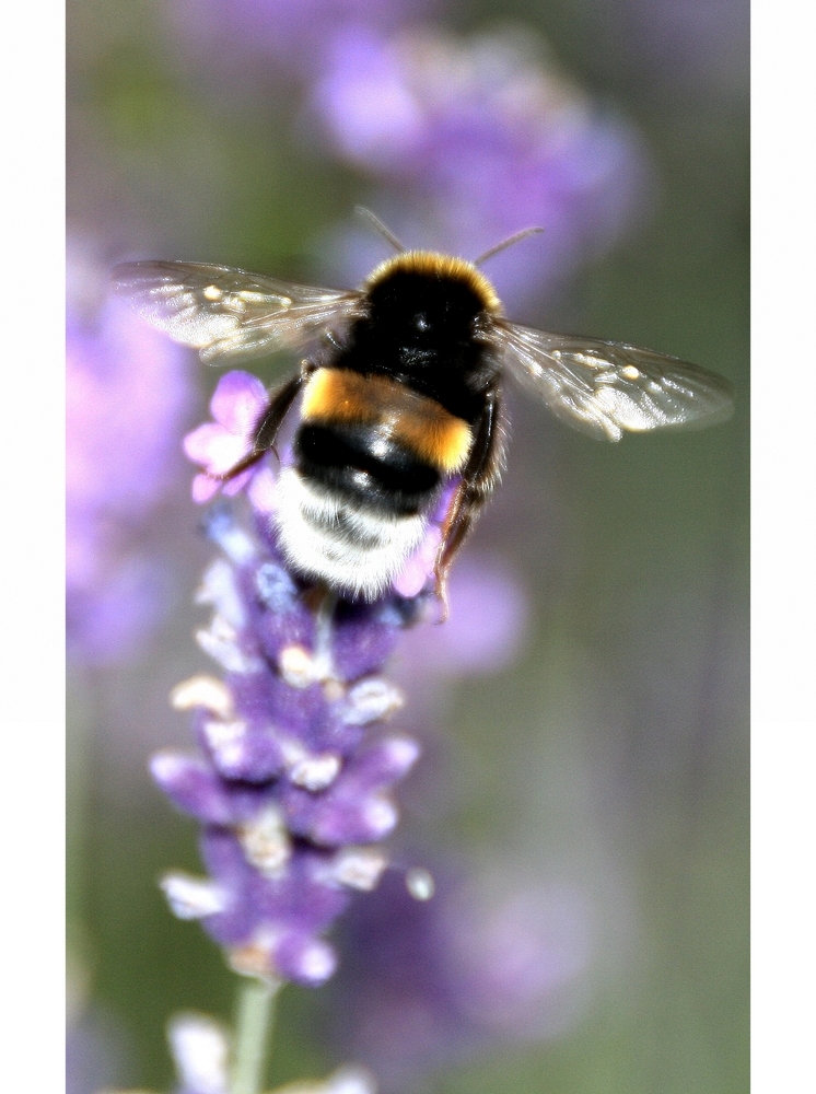 Dicke Hummel