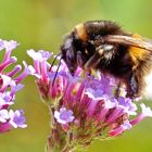 Dicke Hummel