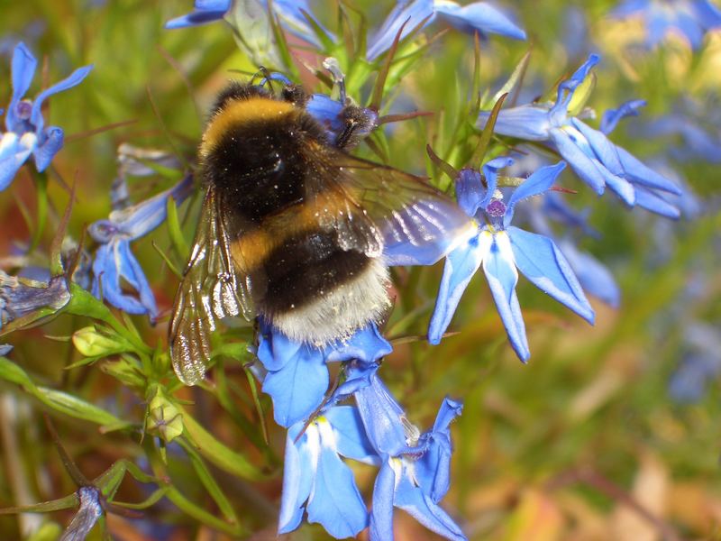 Dicke Hummel