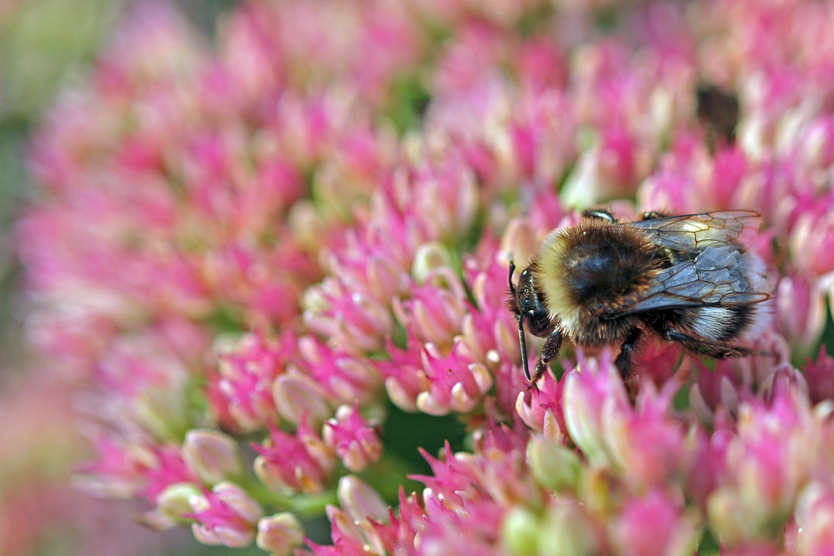 Dicke Hummel an Fetter Henne