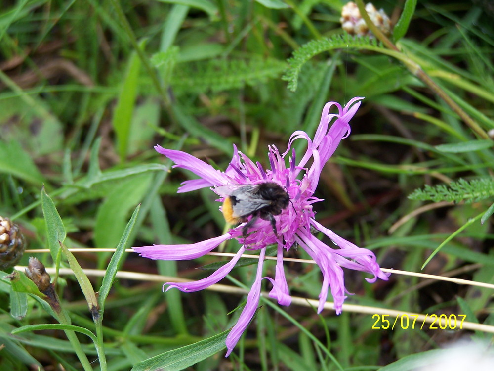 Dicke Hummel auf Blüte