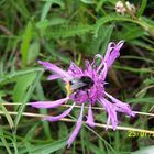 Dicke Hummel auf Blüte