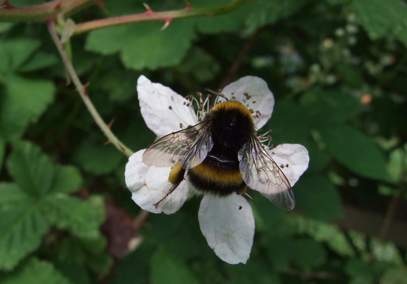 Dicke Hummel auf kleiner Blüte