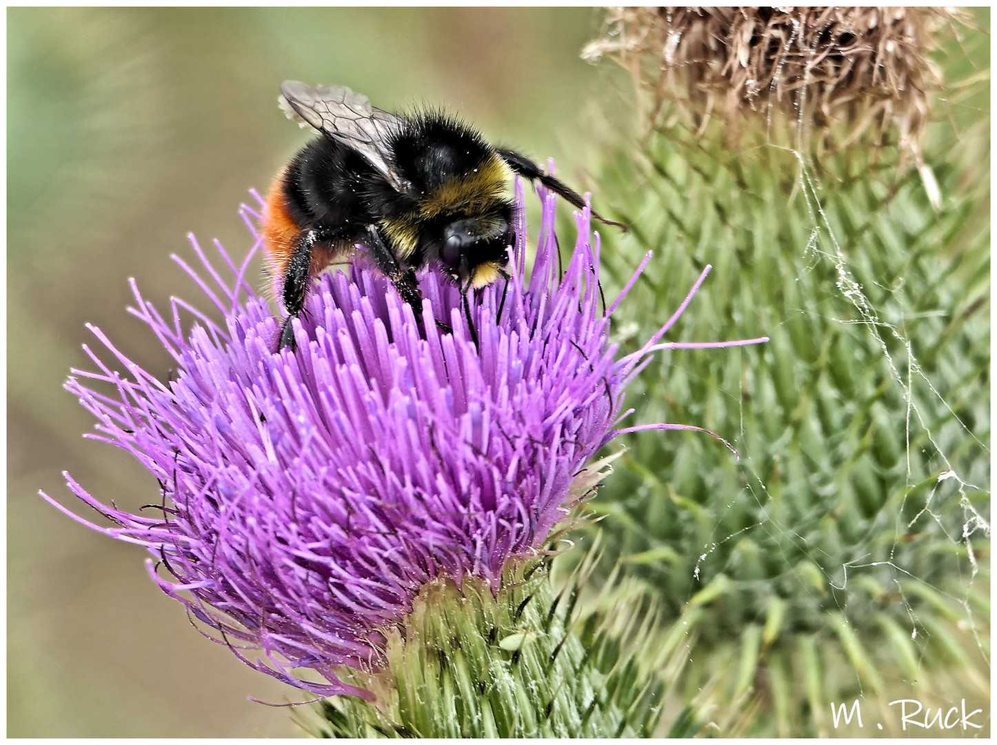 Dicke Hummel beim Nektar sammeln ,