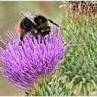 Dicke Hummel beim Nektar sammeln ,