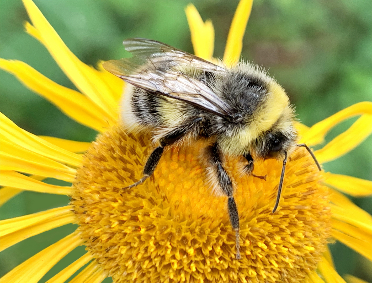 Dicke Hummel