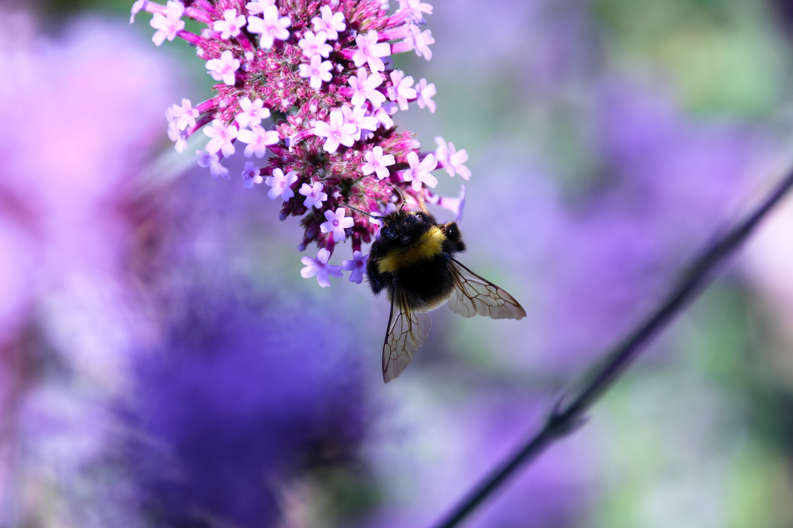 Dicke Hummel