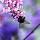 Dicke Hummel