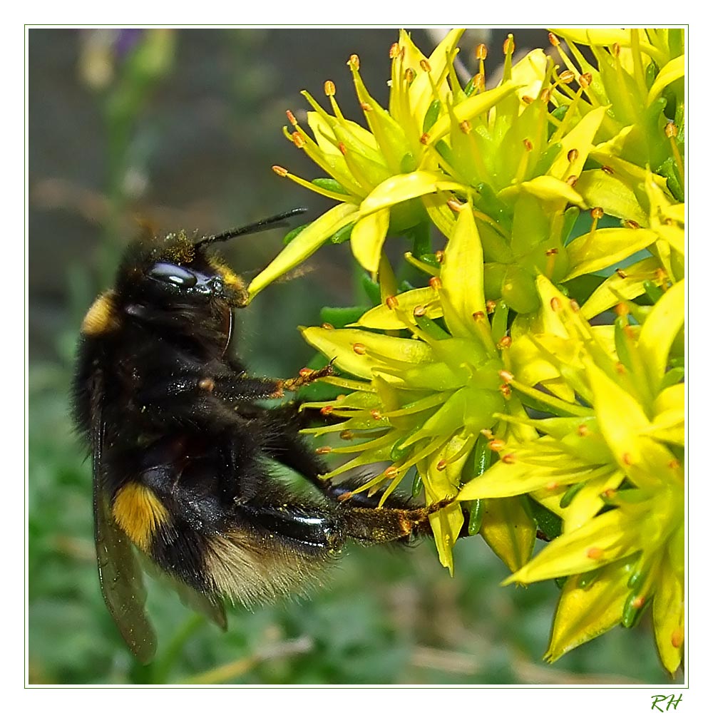 Dicke Hummel