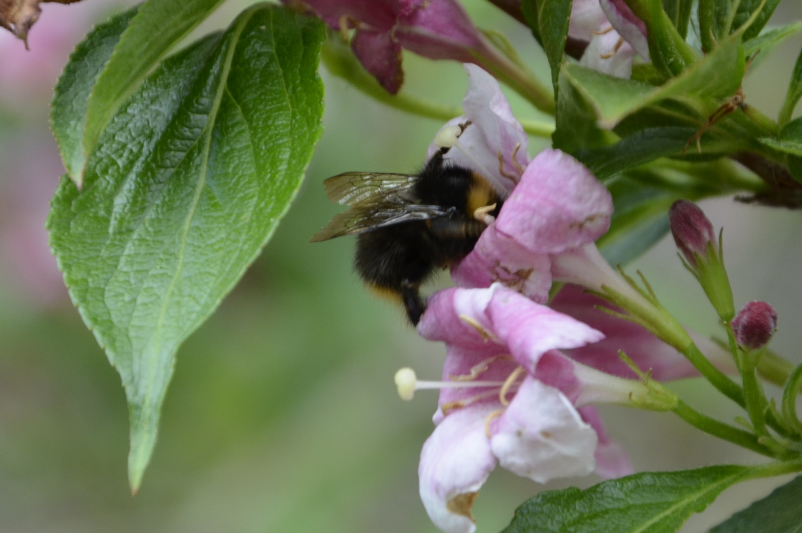 dicke Hummel