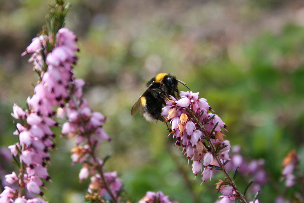 Dicke Hummel in den ersten Frühlingstagen