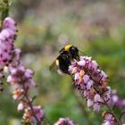 Dicke Hummel in den ersten Frühlingstagen