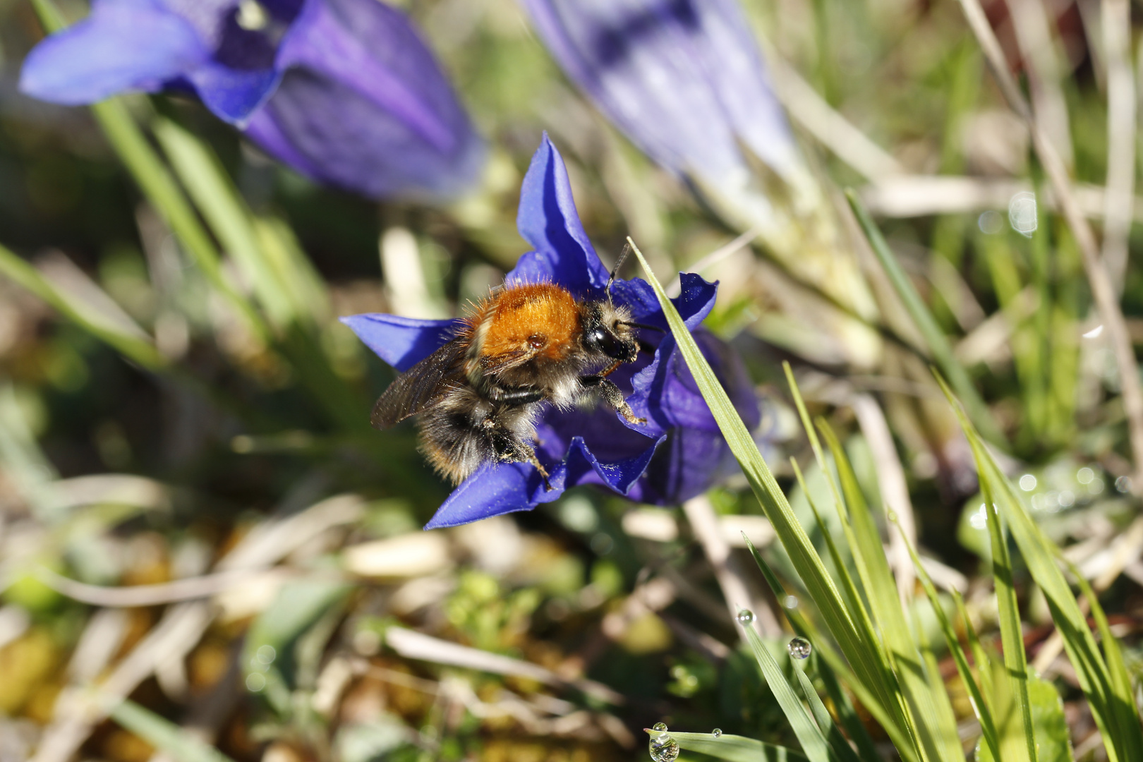 Dicke Hummel will in Enzian eintauchen