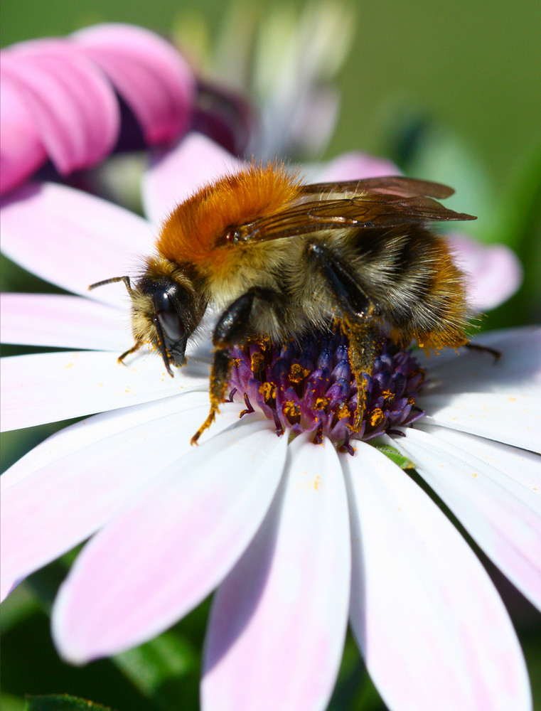 Dicke Hummel2