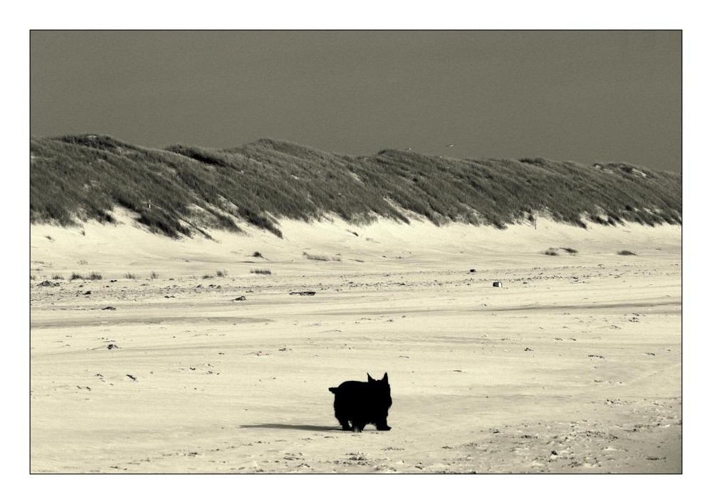 Dicke kleine schwarze Wurst allein am Strand...