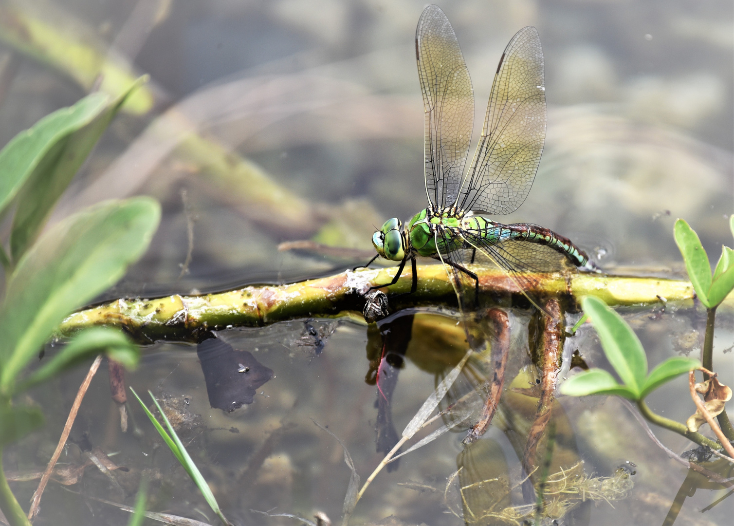 Dicke Libelle seitlich...