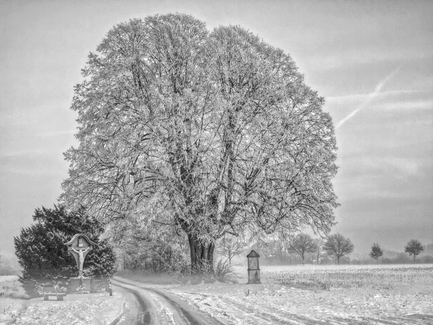 Dicke Linde_HDR_SW_02