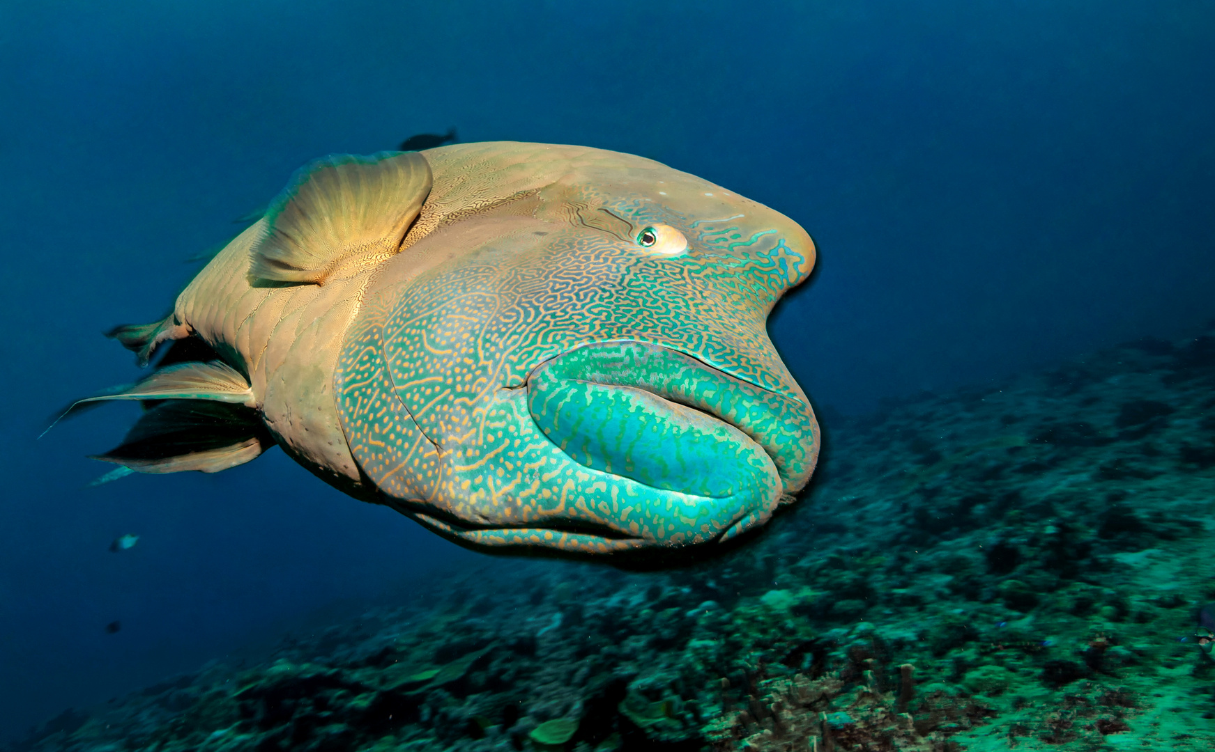 Dicke Lippen Soll Man Kussen Foto Bild Unterwasser Uw Salzwasser Natur Kreativ Bilder Auf Fotocommunity