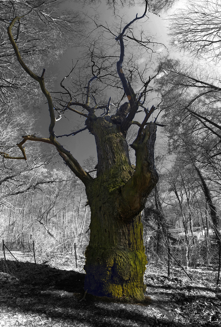 Dicke Marie - ältester Baum in Berlin