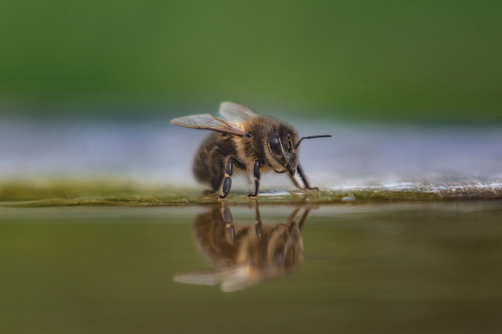 Dicke mit Spiegelbild